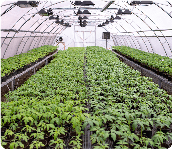 Greenhouses and Indoor Farming