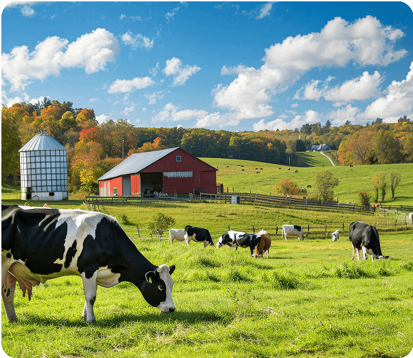 Livestock and Dairy Farms
