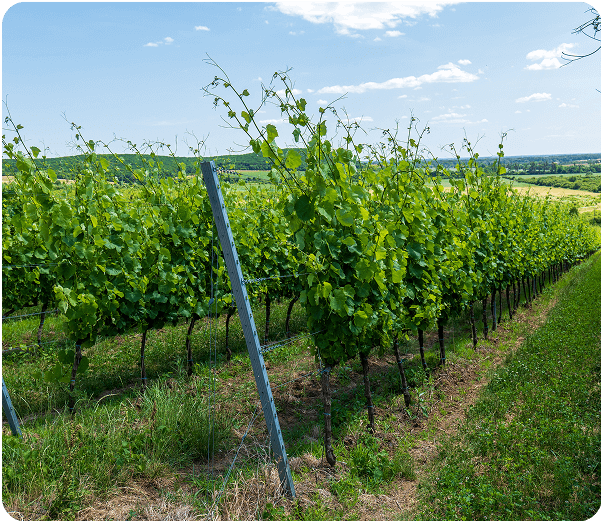 Orchards and Vineyards