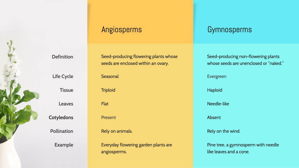 comparisonslides_7